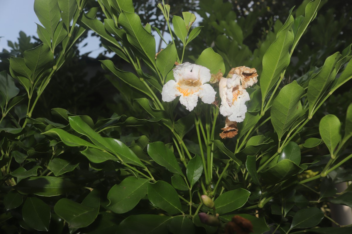 Radermachera yunnanensis C.Y.Wu & W.C.Yin